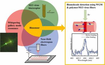 Schematic of near-field electrospun fiber whispering gallery mode biosensor with virus-based bioreceptors 